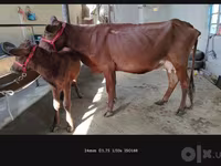Mucca, Bovini — foto 1