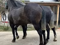 Horse (M), Horses — photo 3