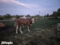 Lembu jantan, Simmental cattle — foto 3