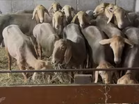 แกะตัวเมีย, Arashan sheep — รูปภาพ 3