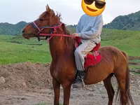 Aygır, Anglo-Arabian — foto 2