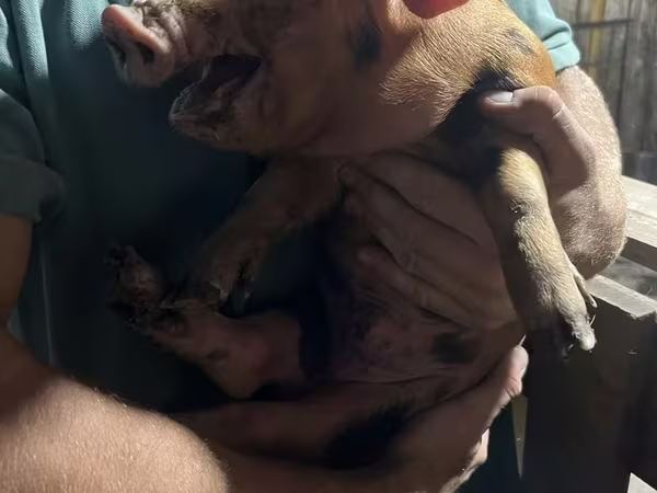 Porci (lot, sex nespecificat), Porci — Kazahstan
