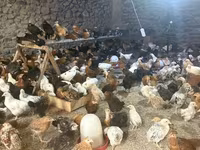 Chickens — عکس 3