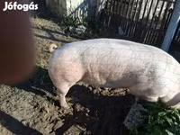 หมูป่าตัวผู้, หมู — รูปภาพ 5