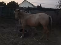 Stute, Palomino — Foto 3