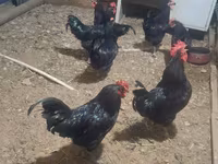 Australorp — sawirka 3