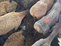 Kambing jantan, Sheep — foto 7