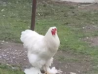 Chickens — عکس 4
