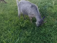 Kambing betina, Goats — foto 4