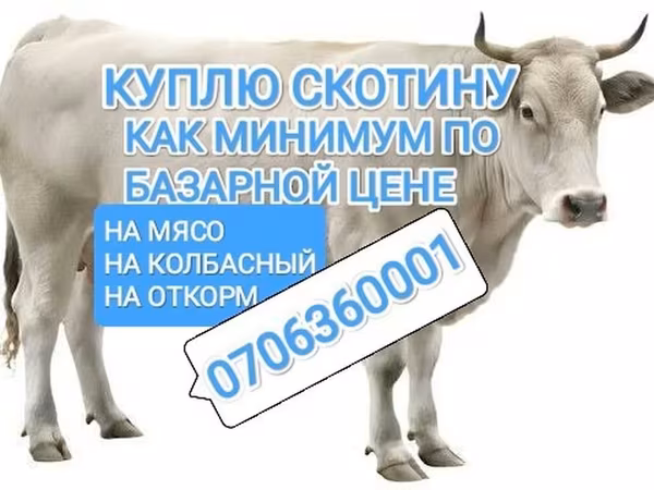 Говеда