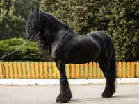 حصان, Friesian — الصورة 6