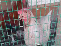 Chickens — عکس 2
