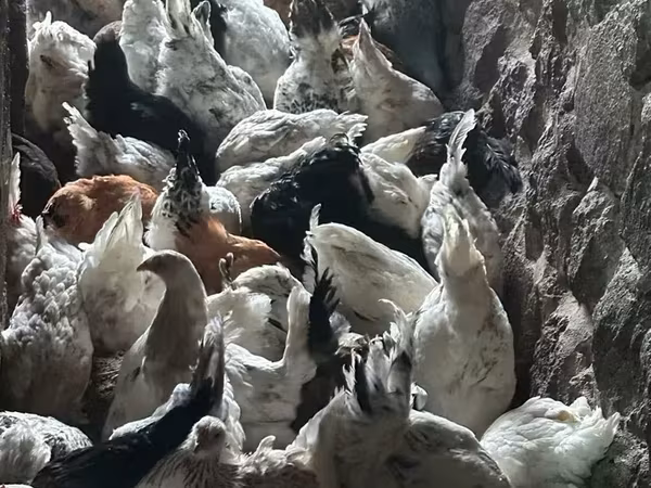 Брама