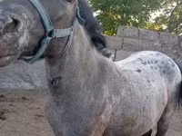 母马, Horses — 照片 2