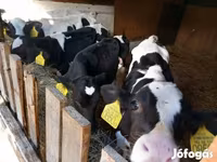 Býk, Russian Black pied cattle — foto 2