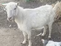 بز نر, Russian White goat — عکس 3