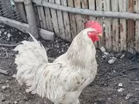 Chickens — عکس 3