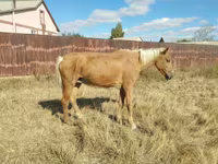Kuda betina, Horses — foto 1