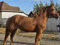 Klisna, Koně — foto 2