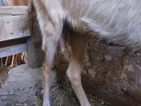 بز ماده, Saanen goat — عکس 6