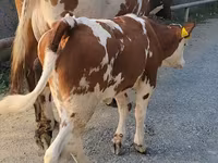 Kuh, Simmental cattle — Foto 3