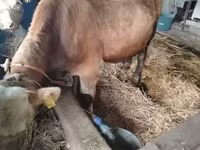 Bou, Simmental cattle — foto 1