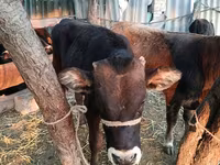 Toro, Swiss cattle — foto 6