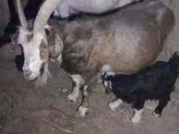 بز نر, بز — عکس 4