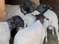 نعجة, Dorper sheep — الصورة 2