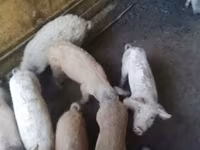 Eber, Schweine — Foto 2