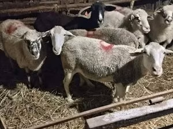 Sheep, Sheep — Hungary