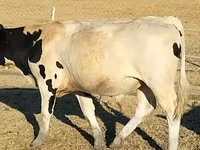 Bulle, Russian Black pied cattle — Foto 7