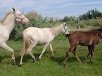 Faras, Akhal-Teke — sawirka 8