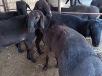 قوچ, Hissar sheep — عکس 2