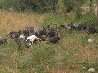 Turkeys — عکس 4