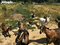 Kambing (lot, jantina tidak dinyatakan), Goats — foto 1