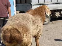 قوچ, Arashan sheep — عکس 2