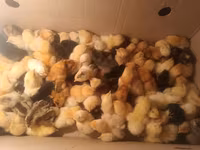 Chickens — عکس 2