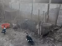 Chickens — عکس 5