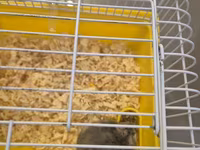 Cırtdan hamster qəfəsi ilə birgə - Növlə: cırtdan (dwarf) hamster — รูปภาพ 3