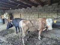 Býk, Russian Black pied cattle — foto 5