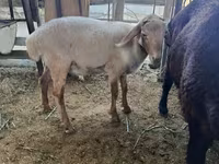 Domba jantan, Sheep — foto 3