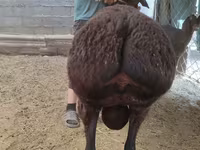 Kambing jantan, Sheep — foto 2