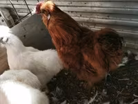 Silkie — foto 4