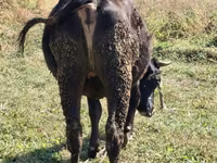 İnek, Alatau ırkı — foto 4