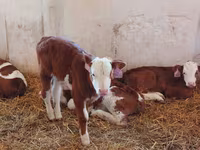 Bik, Simmental cattle — fotografija 6