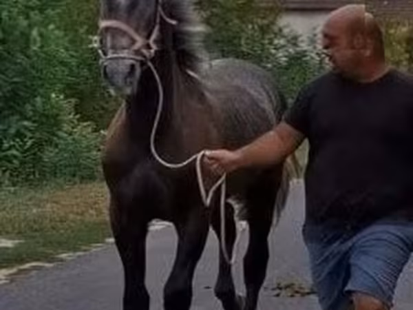 Жребец, Lipizzaner