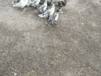 Ducks — foto 4