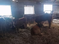วัวตัวเมีย, Simmental cattle — รูปภาพ 4