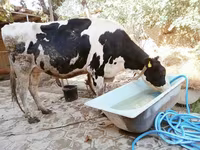 மாடுகள் (தொகுதி, பாலினம் குறிப்பிடப்படவில்லை), Russian Black pied cattle — புகைப்படம் 1